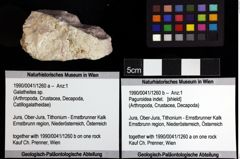 Foto (Objket + Etiketten) von Galatheites sp. 